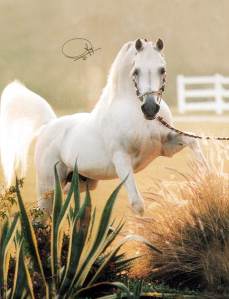Arabian Horse